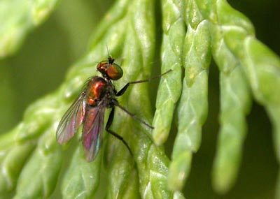 arthropa.free.fr/photos/ATH04-07-12-043.jpg
