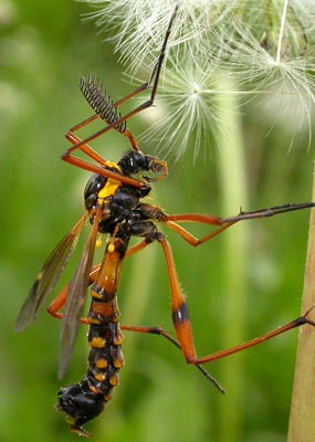 arthropa.free.fr/photos/ATH05-05-08-056.jpg